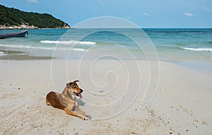 Dog on the beach at Haad Rin, Koh Pha Ngan photo