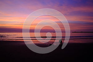 Dog at the beach for its daily walk at sunset time, blue hour. Boats at the horizon. Amazing vivid blue and purple colors, no