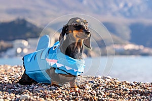 Dog on beach in life jacket Safe swimming for pet Puppy in bright vest at sea