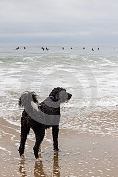 Dog on Beach Looking out Into Ocean photo