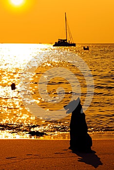 Dog on beach looking sunset