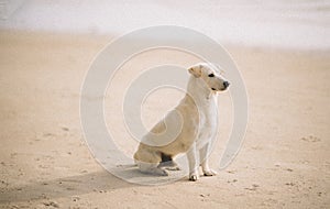 Dog at the beach looking and waiting