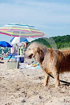 Dog beach in Michigan