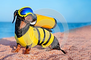 Dog on beach near sea in wetsuit, mask, scuba gear with oxygen balloon