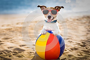 Dog at the beach and ocean with plastic ball