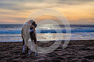 Dog on Beach