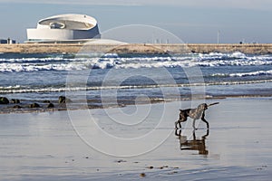 Dog on the beach photo