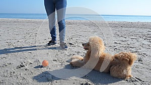 Dog at the beach runs and fetches ball.