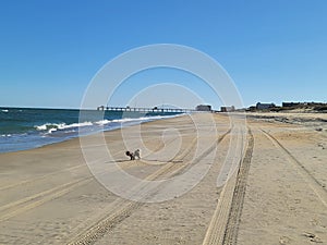 Dog beach sand tire tracks pier water ocean