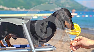 Dog on beach, sitting on sunbed drinking cocktail from glass. Waiter vip service