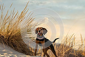 Dog at the beach standing against a dramatic sky.