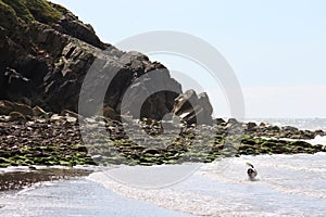 A dog on a beach stood in the sea
