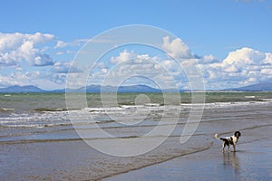 A dog on a beach stood in the sea