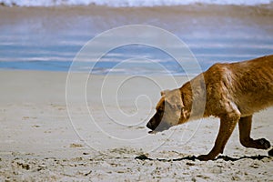 Dog in the beach photo