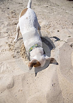 Dog on the beach in summer