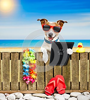 Dog on beach on summer vacation holidays