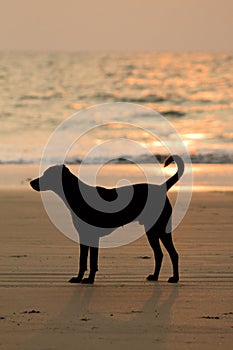 Dog on the beach at sunset photo