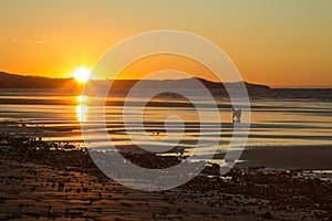 A dog at the beach during sunset photo