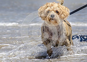Dog at beach photo
