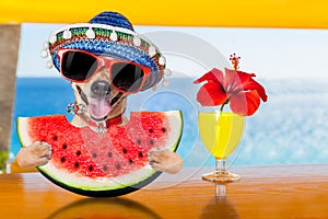 Dog at the beach and watermelon