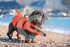 Dog on beach wearing orange life jacket swimming vest training strengthens spine