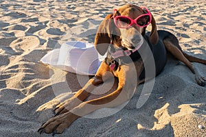 Dog at the beach wearing pink sunglasses.