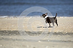Dog on the beach in winter