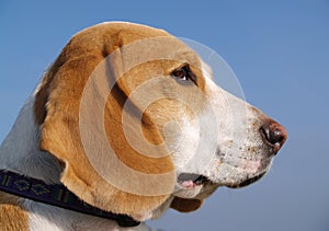 Dog beagle