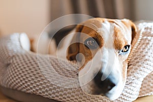 Dog beagle breed sleeps on dog bed, looking sad