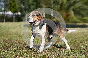 Dog beagle breed standing. Group 6 FCI. Hound