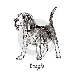 Dog of Beagle English Beagle breed sitting, hand drawn doodle sketch with inscription, isolated vector illustration