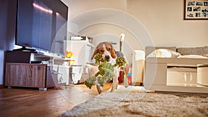 Dog beagle fetching a green rope indoors