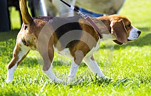 Dog beagle on green grass. closeup Beagle. Beagle dogs, portrait