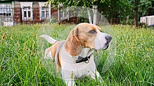 Dog Beagle lies at grass outdoors and eats grass. Mans best friend. The puppy is resting.