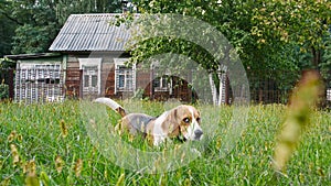 Dog Beagle lies at grass outdoors and eats grass. Mans best friend. The puppy is resting.