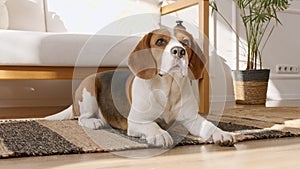 Dog Beagle lies at home on the floor and preparing to sleep. The puppy is resting. Mans best friend.