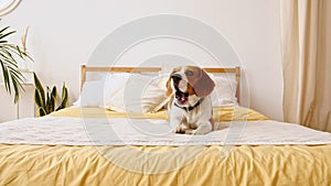 Dog Beagle lies at home at home on the bed and executes commands. Mans best friend. The puppy is resting.