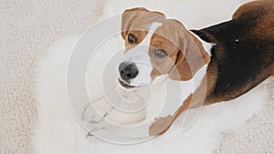 Dog Beagle lying at home on the floor and barks. Mans best friend. The puppy is resting.