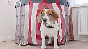 Dog Beagle play he game with owner and are running towards the camera slow motion. Mans best friend. Slow motion.