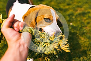 Dog beagle Pulls a rope and Tug-of-War Game with owner