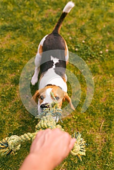 Dog beagle Pulls a rope and Tug-of-War Game with owner