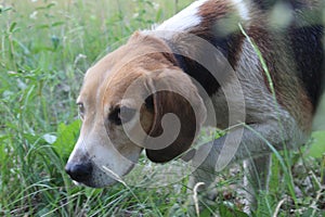 Dog beagle puppy on the lawn grass playing. The beagle breed is white with black and brown spots. hunting dog breed