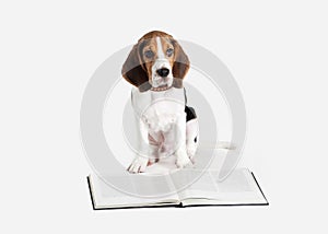 Dog. Beagle puppy portrait on a white background