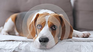 Dog Beagle with sad eyes lies at home in the on the sofa. The puppy is resting. Mans best friend. Slow motion