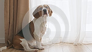 Dog Beagle with sad eyes sitting at home on the floor and looks out the windows. Mans best friend. Slow motion