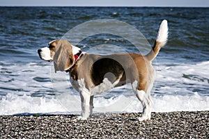 Dog beagle on the seashore