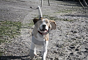 Dog beagle on the seashore