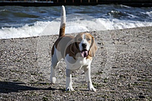 Dog beagle on the seashore