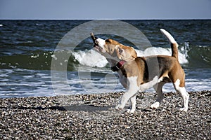 Dog beagle on the seashore