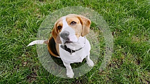 Dog Beagle sitting at grass in a green park. Top view Dog training. Concept obedience, friendship. Mans best friend. The